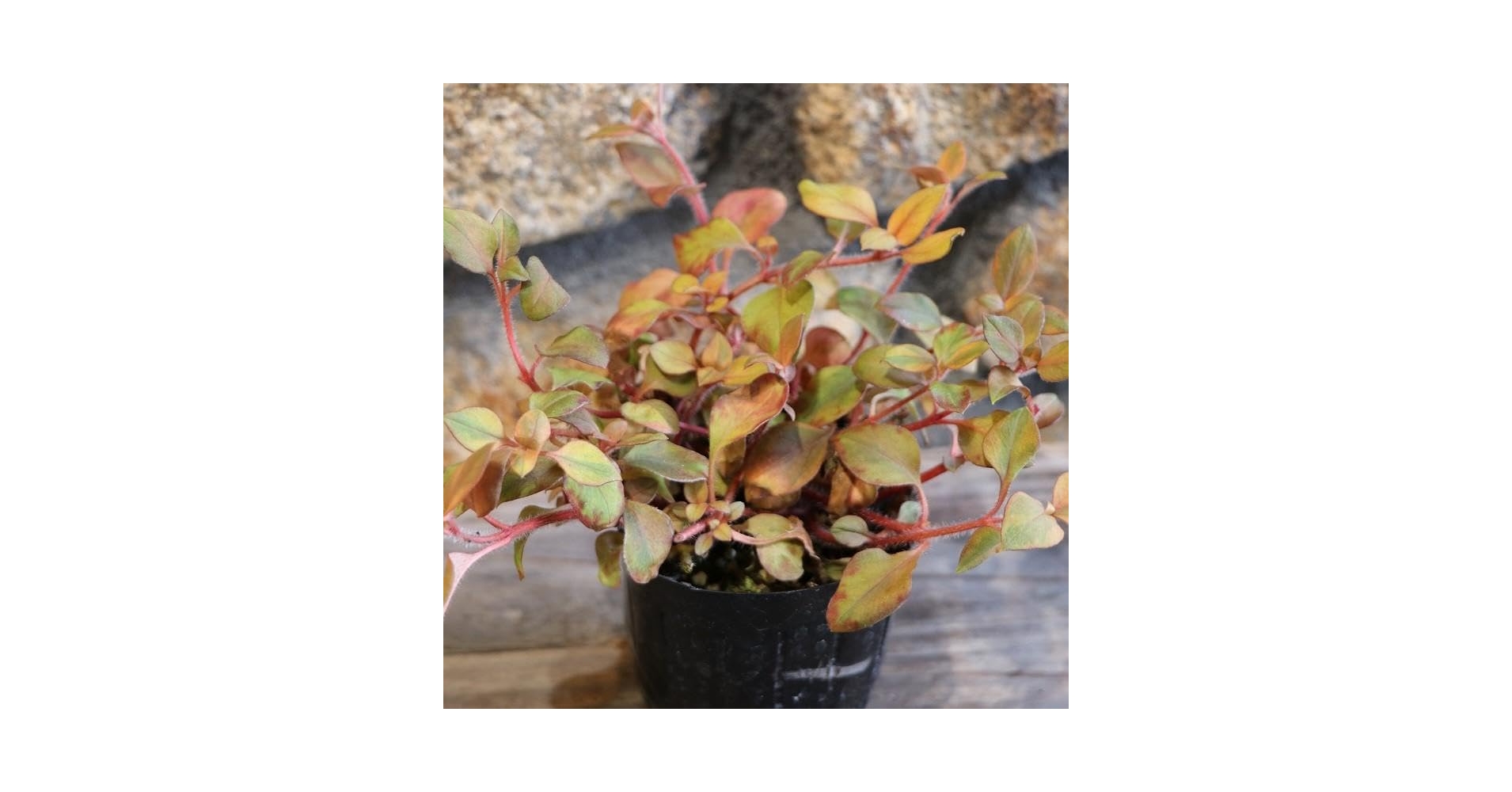 リシマキア　ご予約専用 楽天市場】リシマキア 'リッシー' : おぎはら植物園