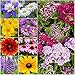Annuals or perennials of choice