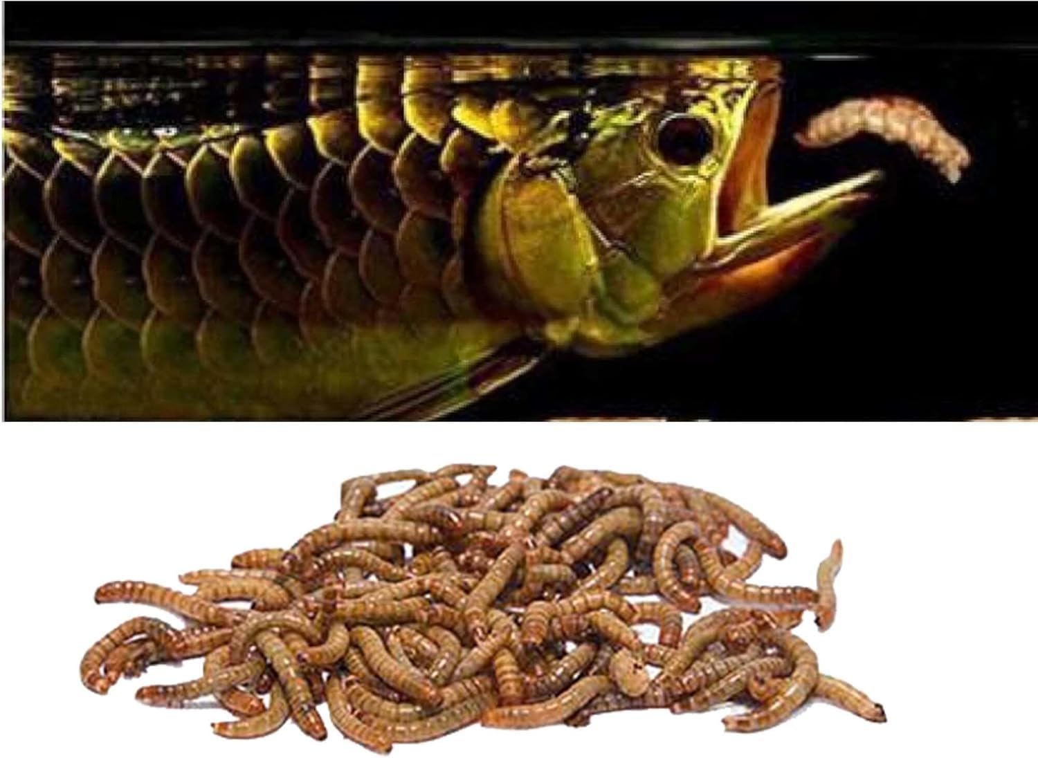 getrocknete Mehlwürmer in 20L Abpackung, Protein- und fettreich, verfeinert und gesiebt, für Fische, Nager, Vögel, Reptilien, auch Koifutter oder Igelfutter