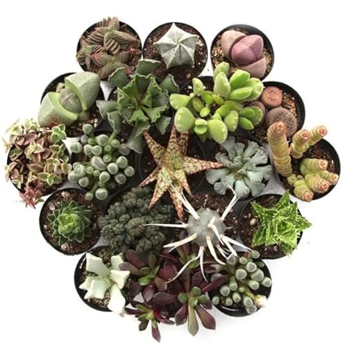 Cactus y Suculentas | DECOALIVE | Pack 10 Plantas | Plantas Crasas para el Hogar