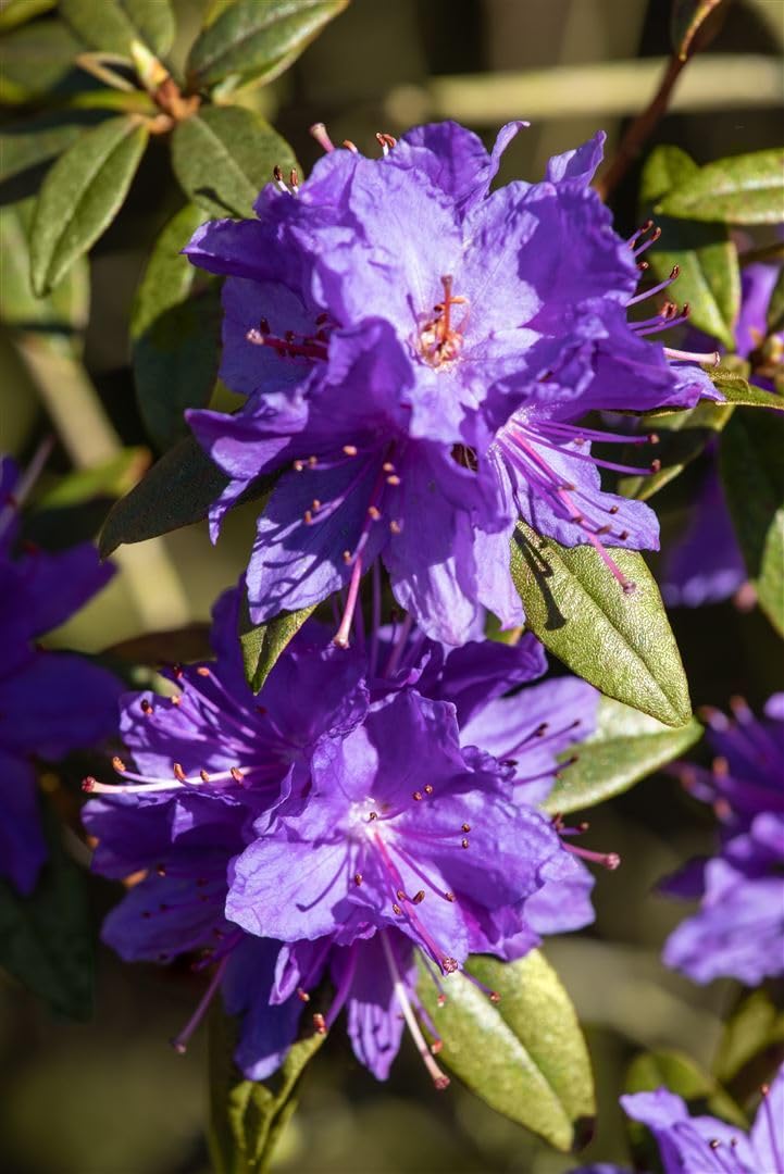Rhododendron impeditum 2530 cm  Winterhart, Immergrn, Pflegeleicht   Zwerg-Rhododendron  Zierstrauch fr Steingarten & Kbel : Amazon.de: Garten