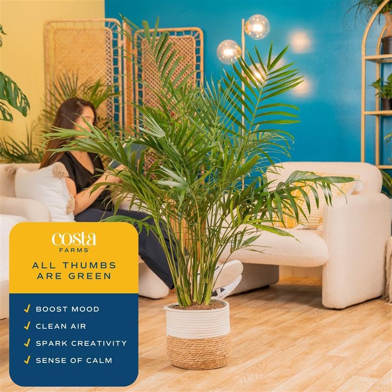 Image of Costa Farms Cat Palm, Live Indoor Houseplant in Decor Planter, Tree-Like Floor House Plant Potted in Soil, Housewarming Gift for New Home, Living Room or Office Decor, Patio Decor, 3-4 Feet Tall