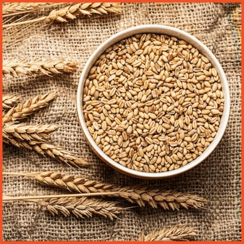 Image of SundarLaxmi MP Sharbati Wheat Fresh from Farms - 1kg | Gehu | Sortex Clean