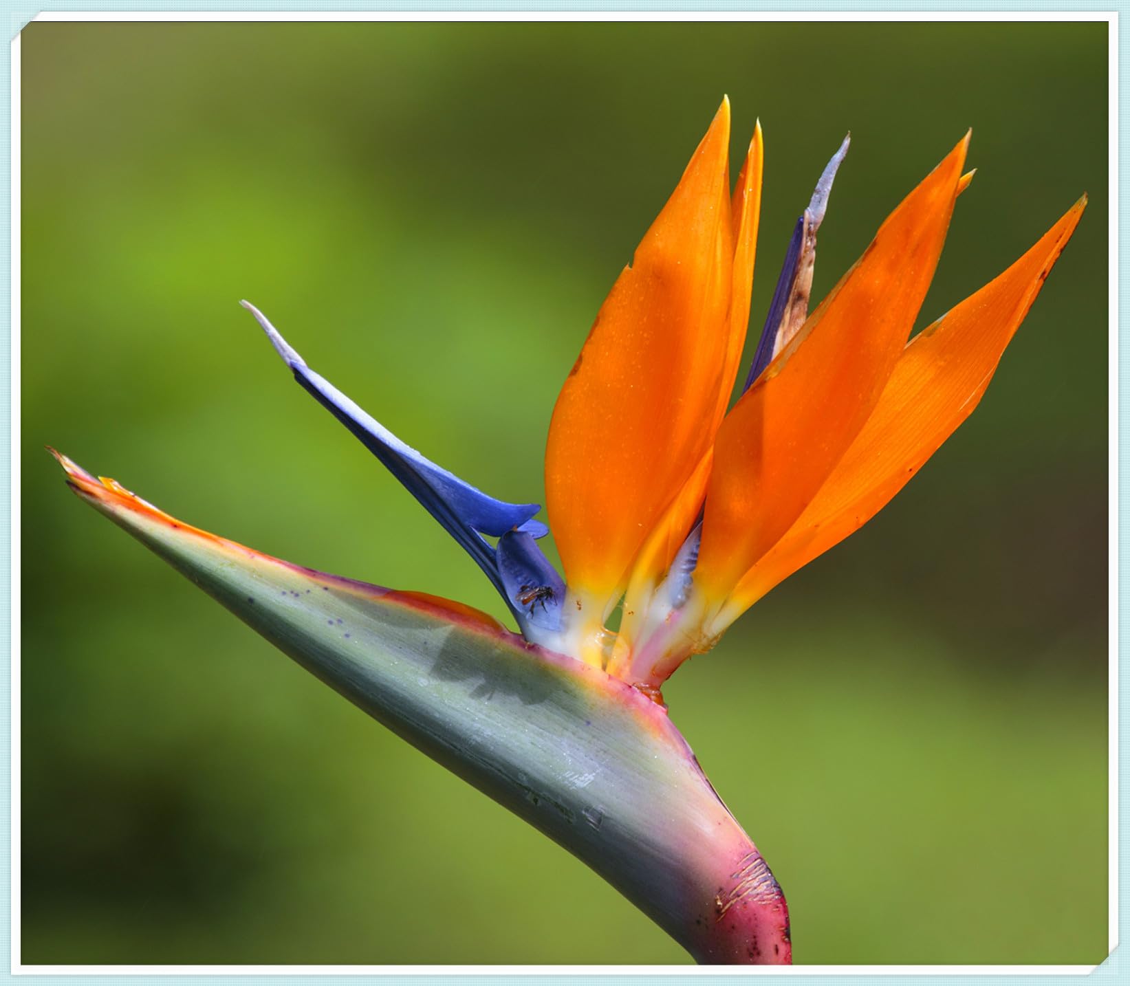 Cut Flowers,Strelitzia Bulbs, Excellent Display, Greening Flower, Bird of Paradise Plant Bulbs,Natural Organic, Good for Containers-3 Bulbs-D