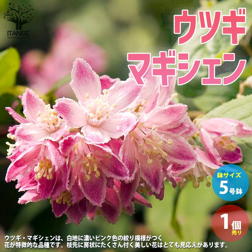 Amazon.co.jp: ウツギ・マギシェン 5号鉢【品種で選べる花木苗/1個売り