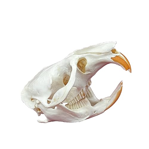 Taxidermia animales reales, espécimen de huesos reales, suministros de taxidermia para educación científica, regalo especial (cráneo de rata)