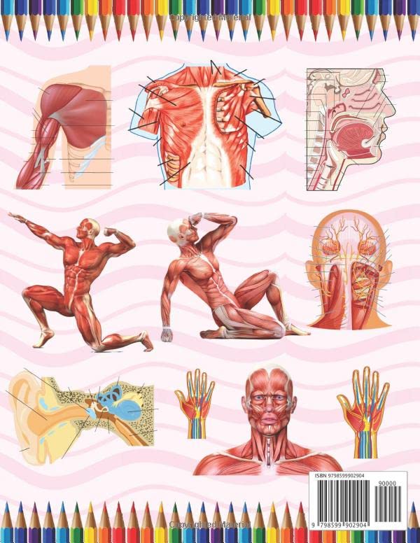 Musculoskeletal Anatomy Coloring Book: Muscular & Skeletal System Coloring Book for Kids. Musculoskeletal Anatomy Coloring Pages for Kids. Human Body ... Anatomy Student's Self-Test Coloring Book - Image 2