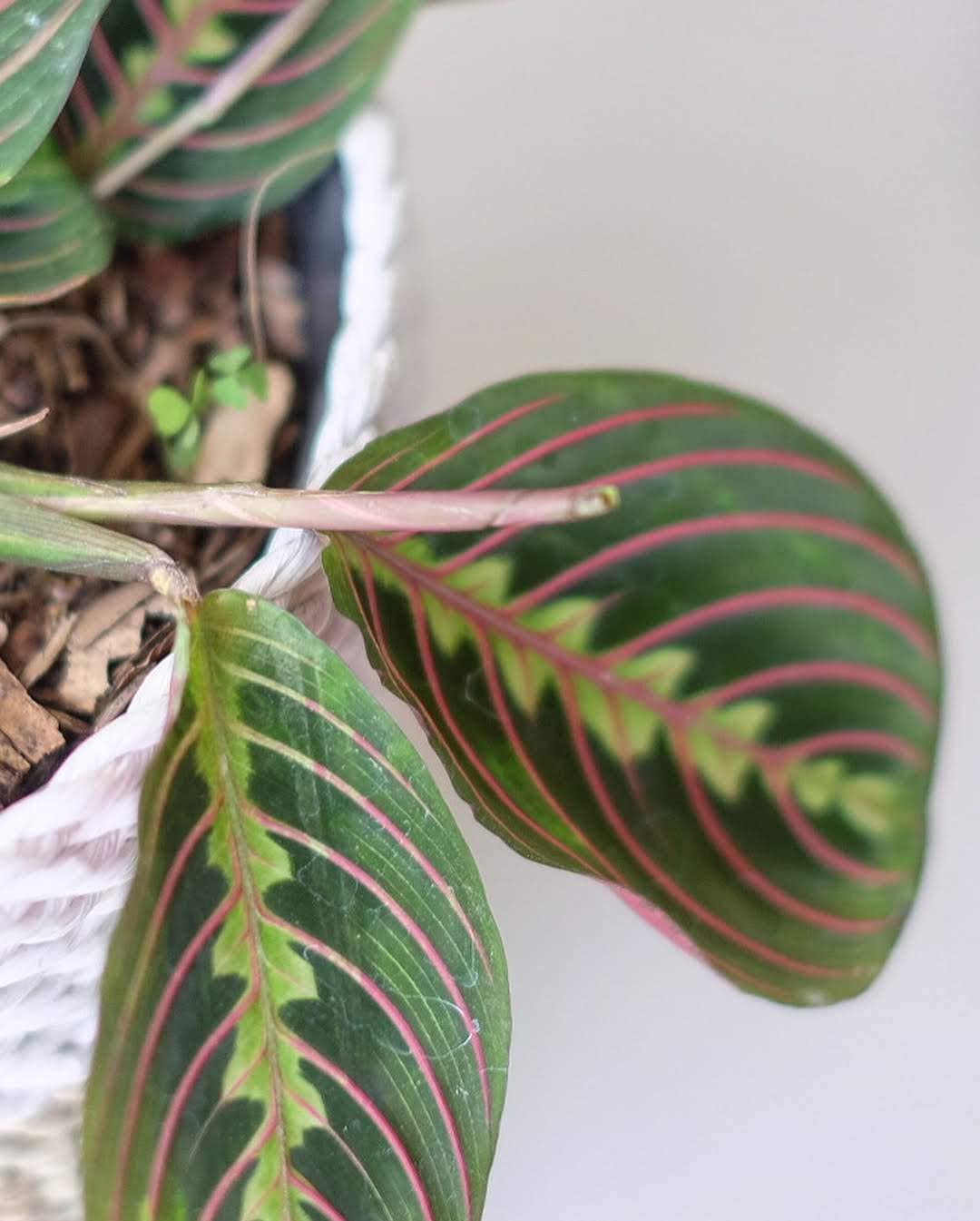 LittleJungle Red Maranta Leuconeura - Live Plant with 5.5 Inches White Decor Pot | Indoor Plants For Home | Office Desk | Live Plants Indoor | Air Purifying Plant | Live Plant For Home Decor |