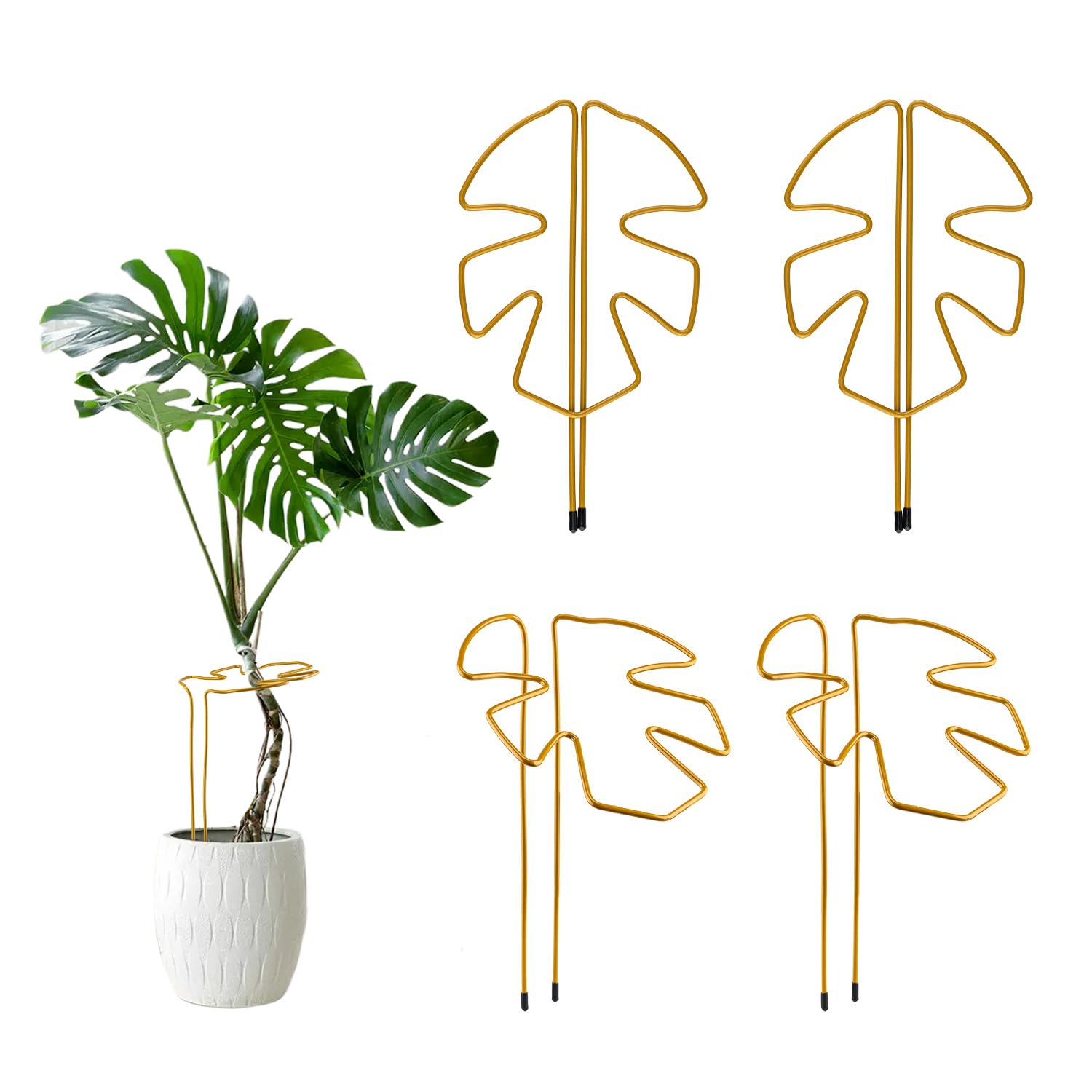 Wigearss 4 Stck Pflanzensttze Monstera Stab, Monstera Rankhilfe Metall,  Rankhilfe Zimmerpflanzen, Pflanzen Halter : Amazon.de: Garten
