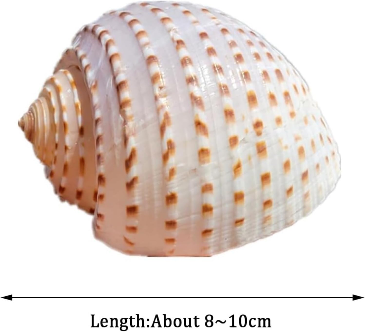 Large sea Shells，Natural Conch Shell， Spot Shells, 1 Pcs Large Rare Ocean Conch 8~12Cm Seashells for Home Decorations,Fish Tank(8~10cm)