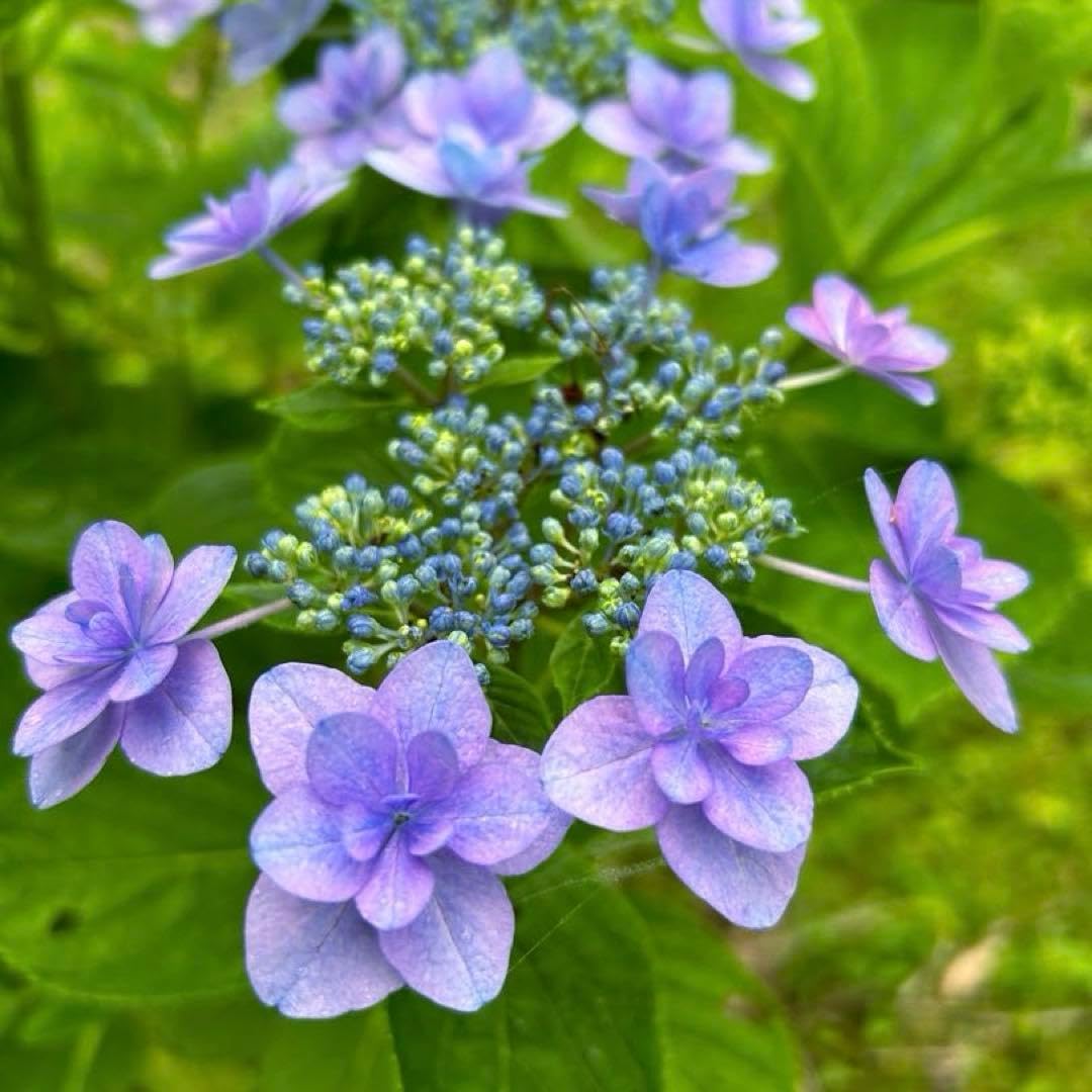 Amazon.co.jp: ガクアジサイ（抜き苗）紫陽花 アジサイ苗木 : DIY
