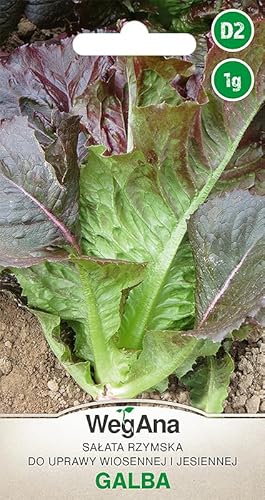 WegAna Semi di lattuga romana Galba 1g, Semi di ortaggi robusti, Semi di ortaggi, Semi per la coltivazione, Semi per la serra