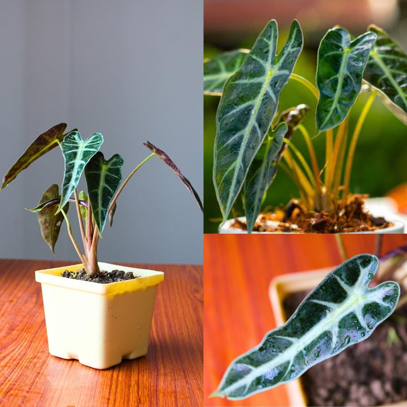 Alocasia Black Velvet Indoor Live Plant | Natural Lucky Elephant Ear Plant Rare Alocasia Reginula | Exotic Indoor Decorative Black Velvet Plant (Healthy) | With 4 Inch Pot (Pack Of 1)-picture-11