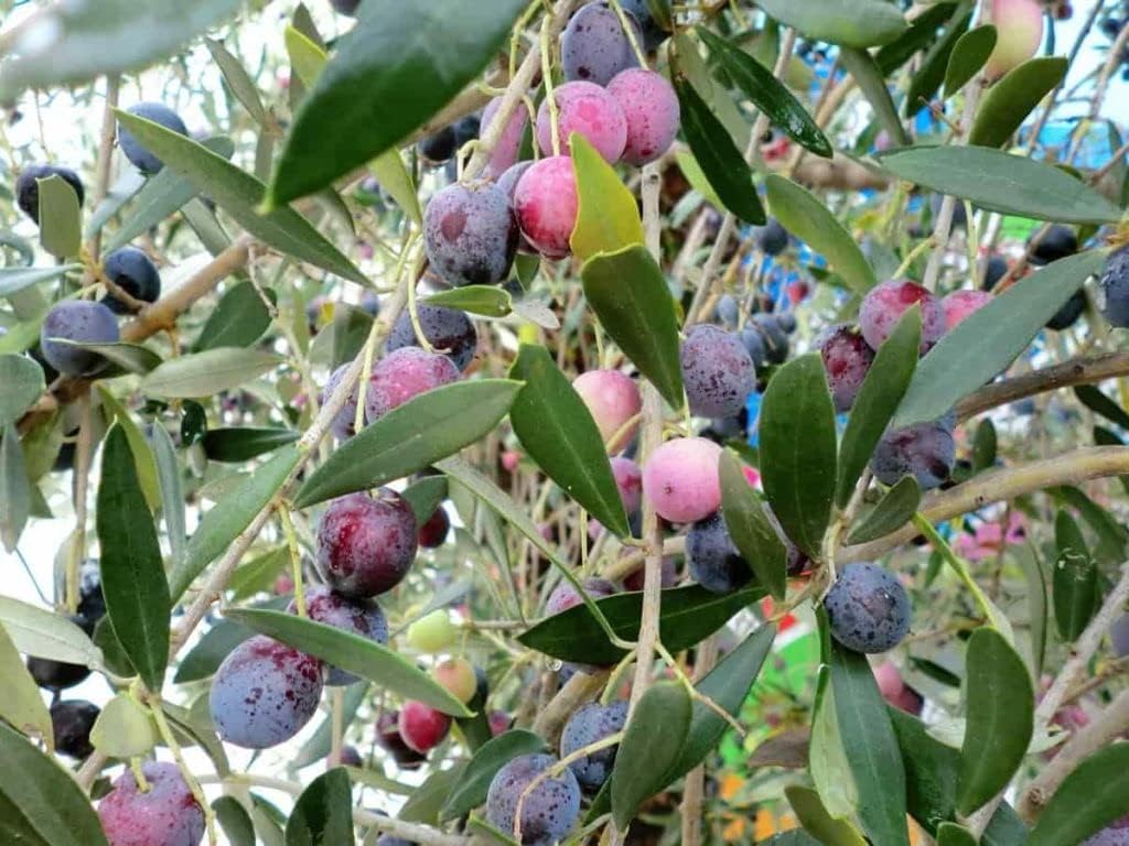 Arbequina Olive Tree 1-2 Feet Tall Plant Pot - Olive Tree Live Plants Outdoor Fruiting Tree Plants - Olive Branch Indoor Plants Live Houseplants Patio Live Olive Trees | No Shipping to AZ