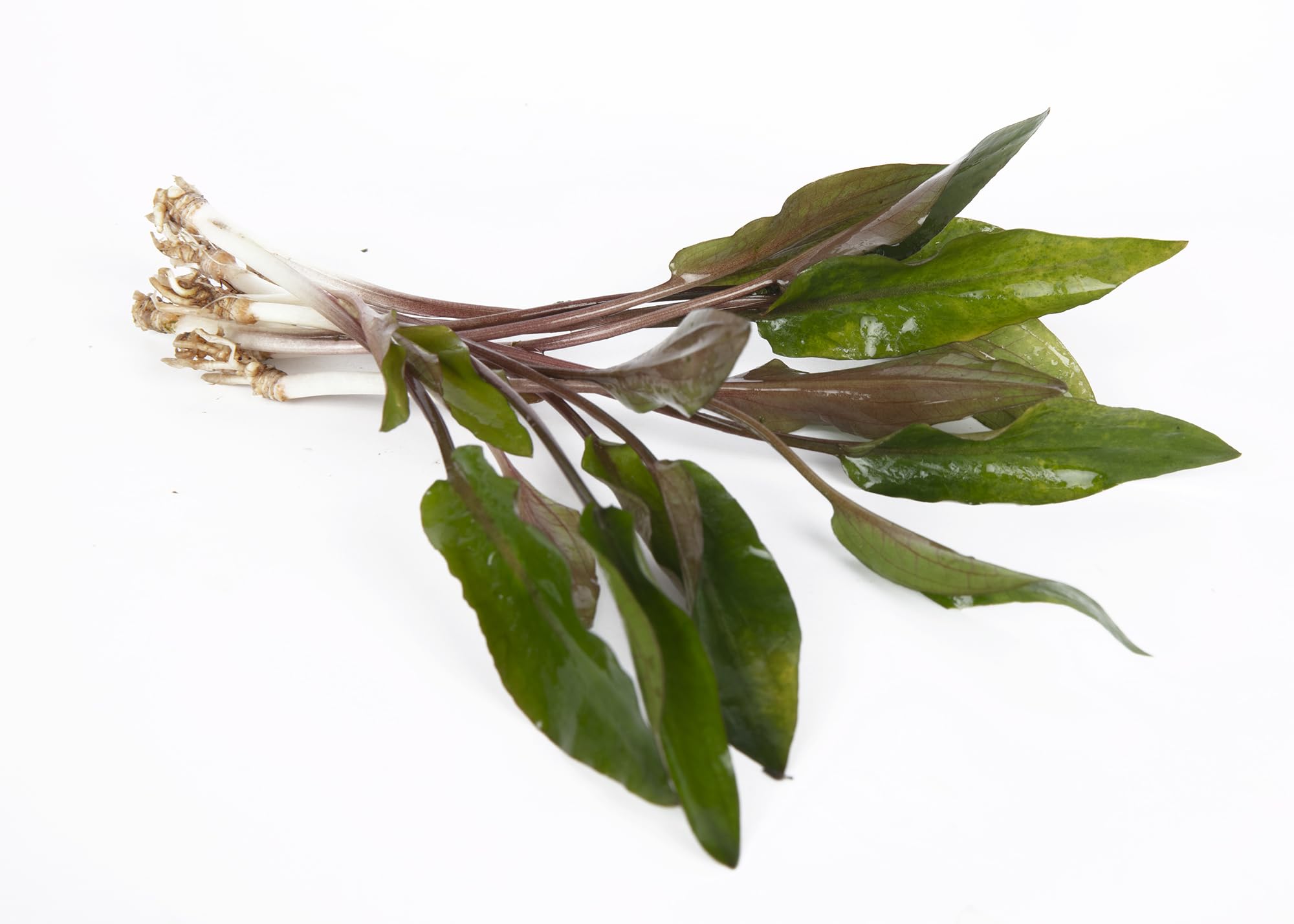 Lincolnshire Pond Plants Ltd - Cryptocoryne beckettii Live Aquarium Plant for Freshwater Tropical Tanks Aquascaping (10x Loose)