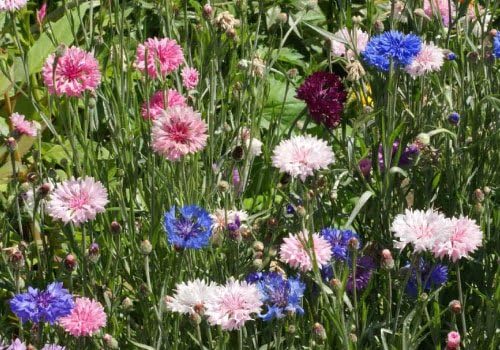 Dirt Goddess Super Seeds Non GMO Bulk Cornflower/Bachelor Button Seeds - Tall Mix Centaurea Cyanus (5 lbs)