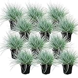 Exotenherz - Blauschwingel-Gras - Festuca glauca - Set...