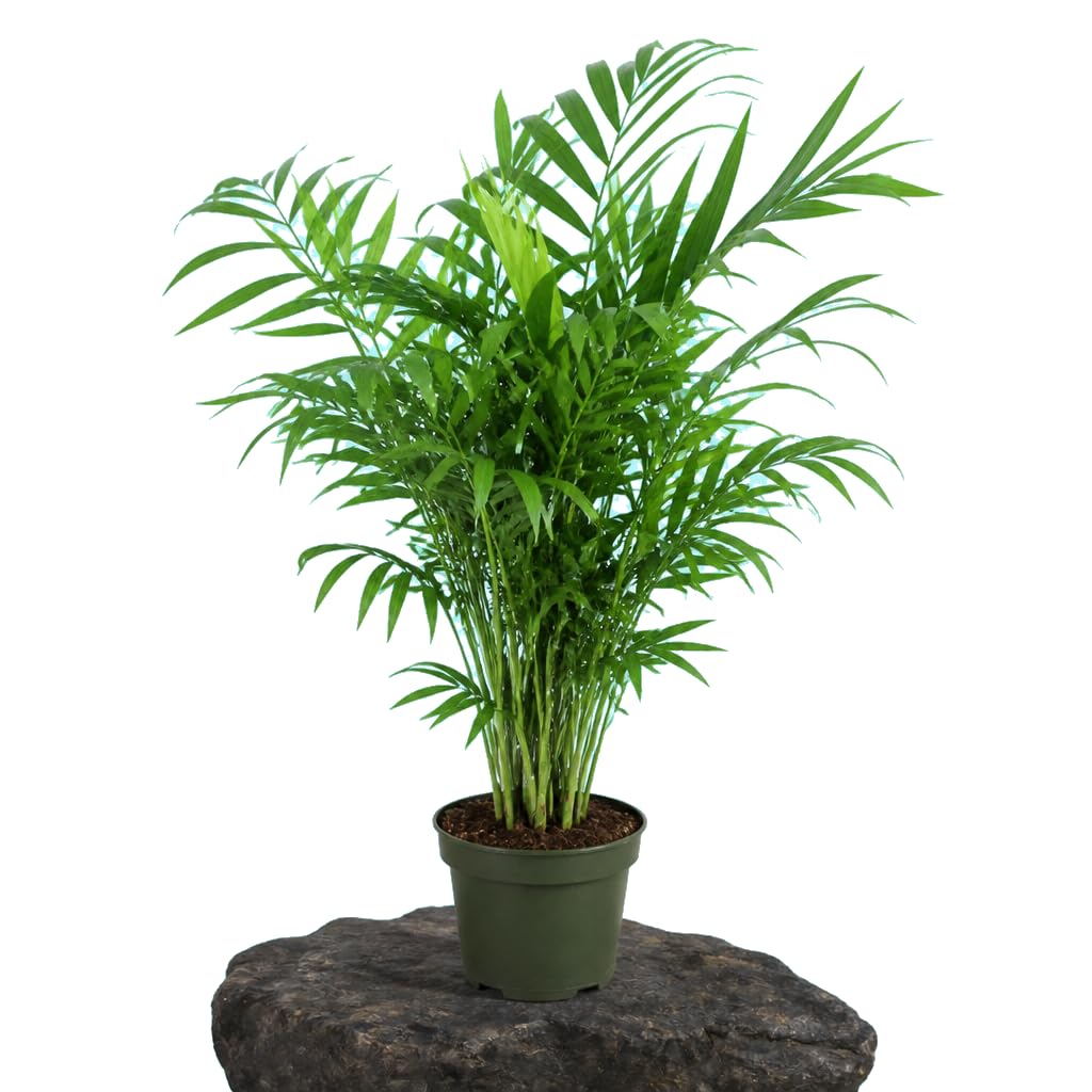DECOALIVE Chamaedorea Elegans Palmera Samedorea Espacios Claros 17 cm