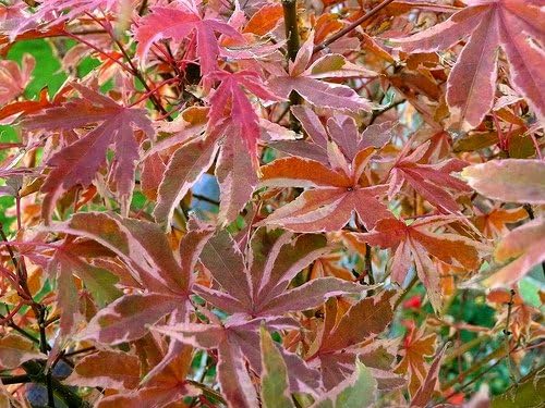 KAGIRI NISHIKI Japanese Maple - Heavily Variegated RED White and Green Leaves - 3 - Year Plant