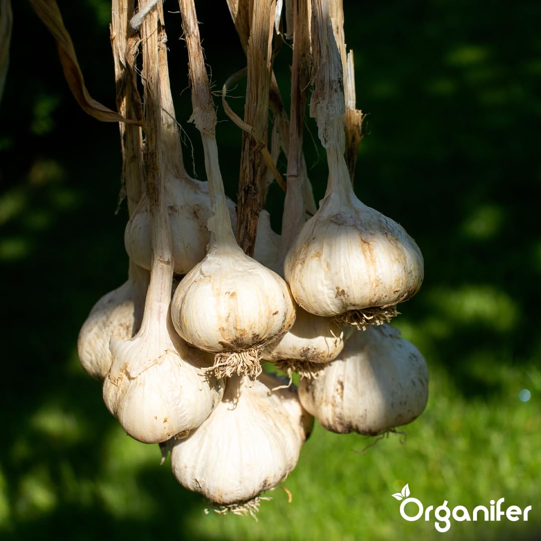 Fertilizante Líquido - 10L - Para Ajo - NPK 2-1-8 | Crecimiento Saludable Y Plantas Vigorosas - Organifer