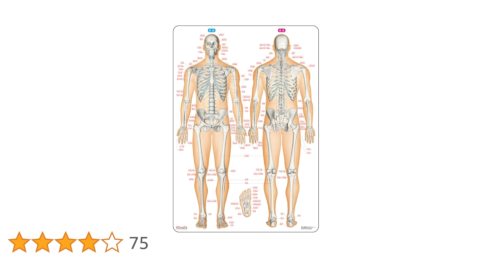 骨と関節まるわかりシート (人体まるわかりシート): 2 : Amazon