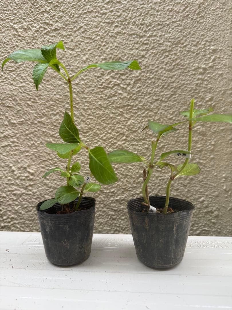 Amazon.co.jp: アジサイの苗 抜き苗 2苗 : DIY・工具・ガーデン