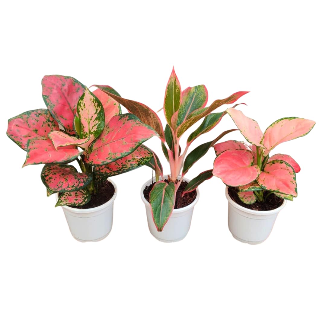 CAPPL Imported Live Aglaonema Natural Indoor Plants With 10 cm Flower Pots (3 Plants – Red, Red Lipstick and Pink) (B0BF5LJVVR) Amazon Price History, Amazon Price Tracker