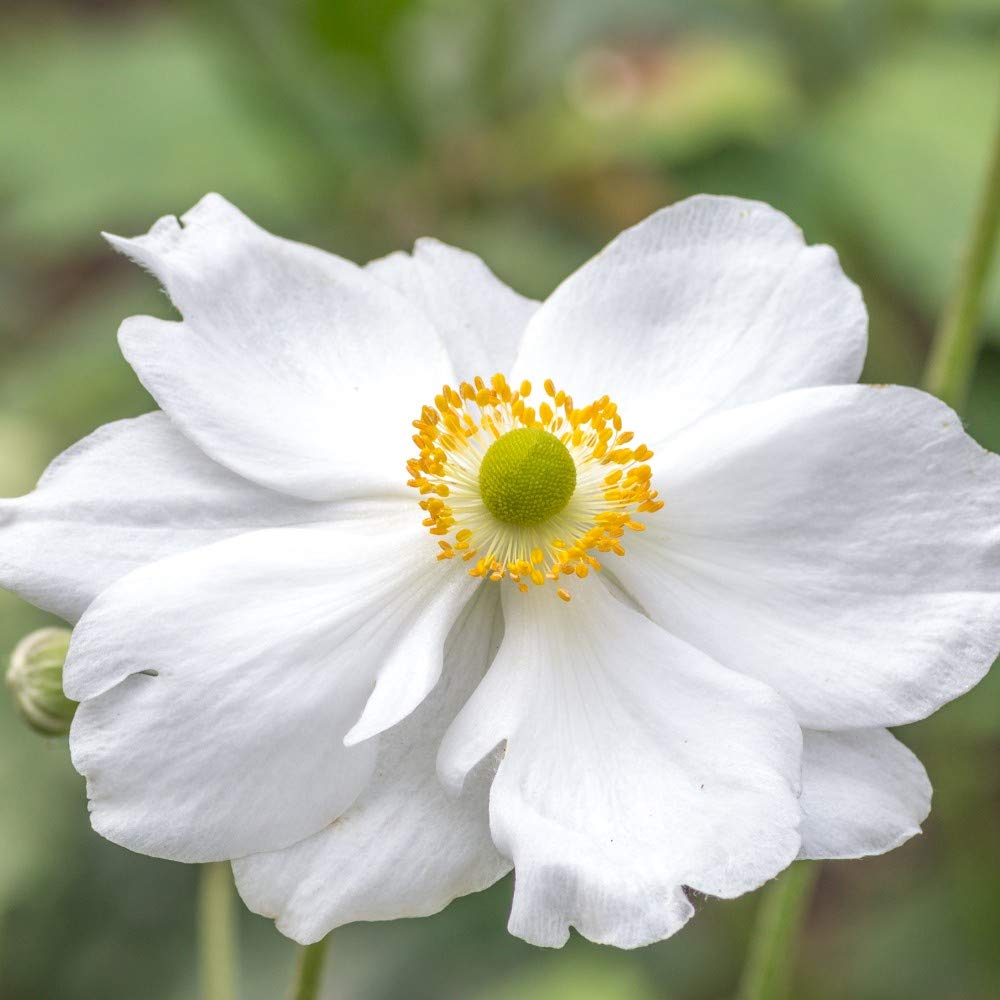 Japanese Anemone Potted Hardy Plant, Shade Tolerant Perennials, Summer & Autumn Flowering, Cottage Gardens, Anemone Whirlwind Plant in a 1 Litre Pot by Thompson & Morgan (1)