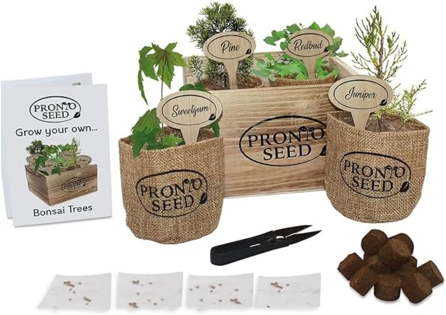 Pronto Seed Grow Your Own Bonsai Tree Kit - Indoor Gardening Gifts for Women and Men - Bonsai Tree Indoor Plant - Great Fathers Day Gift - in Reusable Wooden Box Complete with Bonsai Trimming Tool
