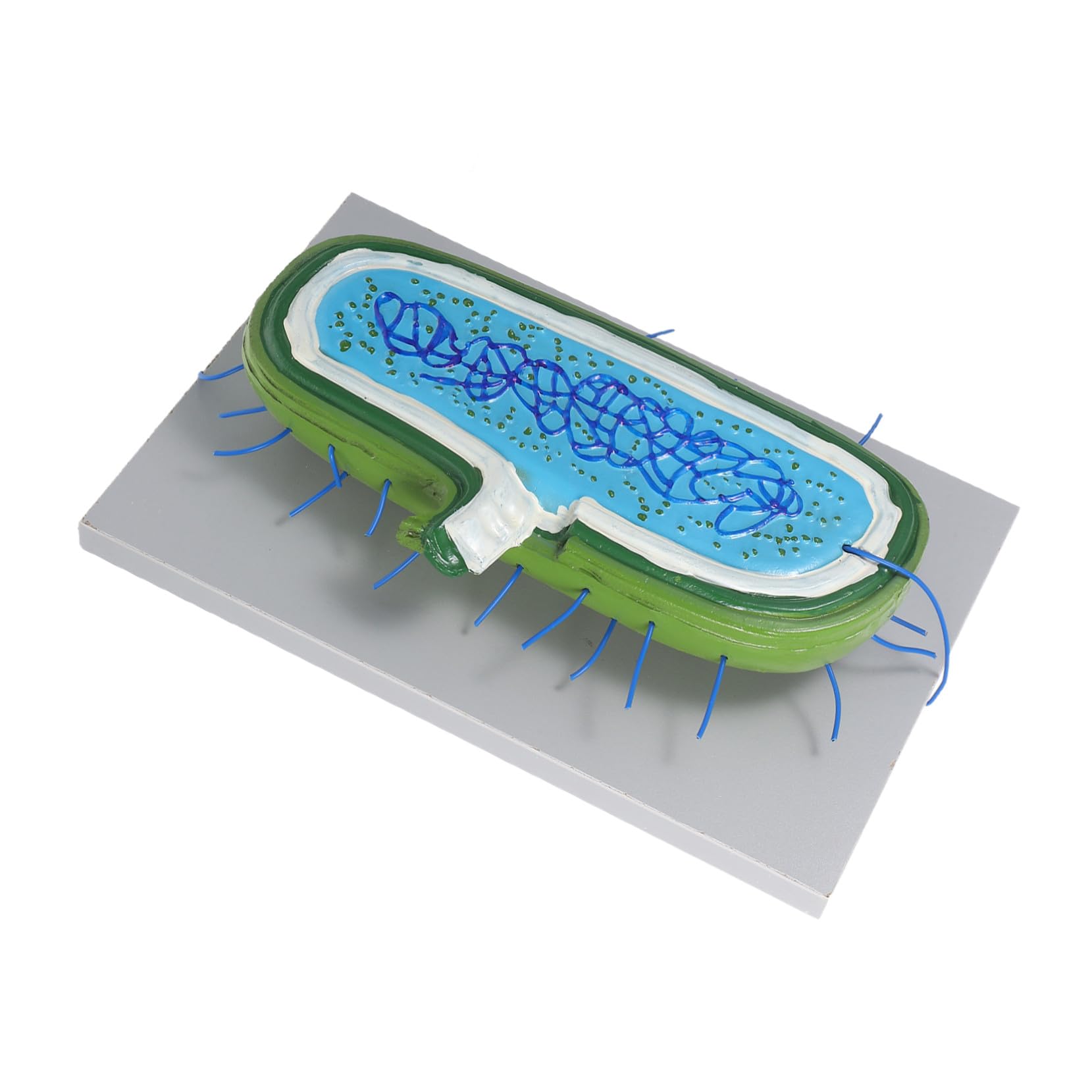 Zellkernmodell Vergrößert für Biologieunterricht und Schüler aus Kunststoff | Detaillierte Zellorganellen, Interaktives Lernen, für Einzelstudium und Klassenerklärung, Präzise Darstellung