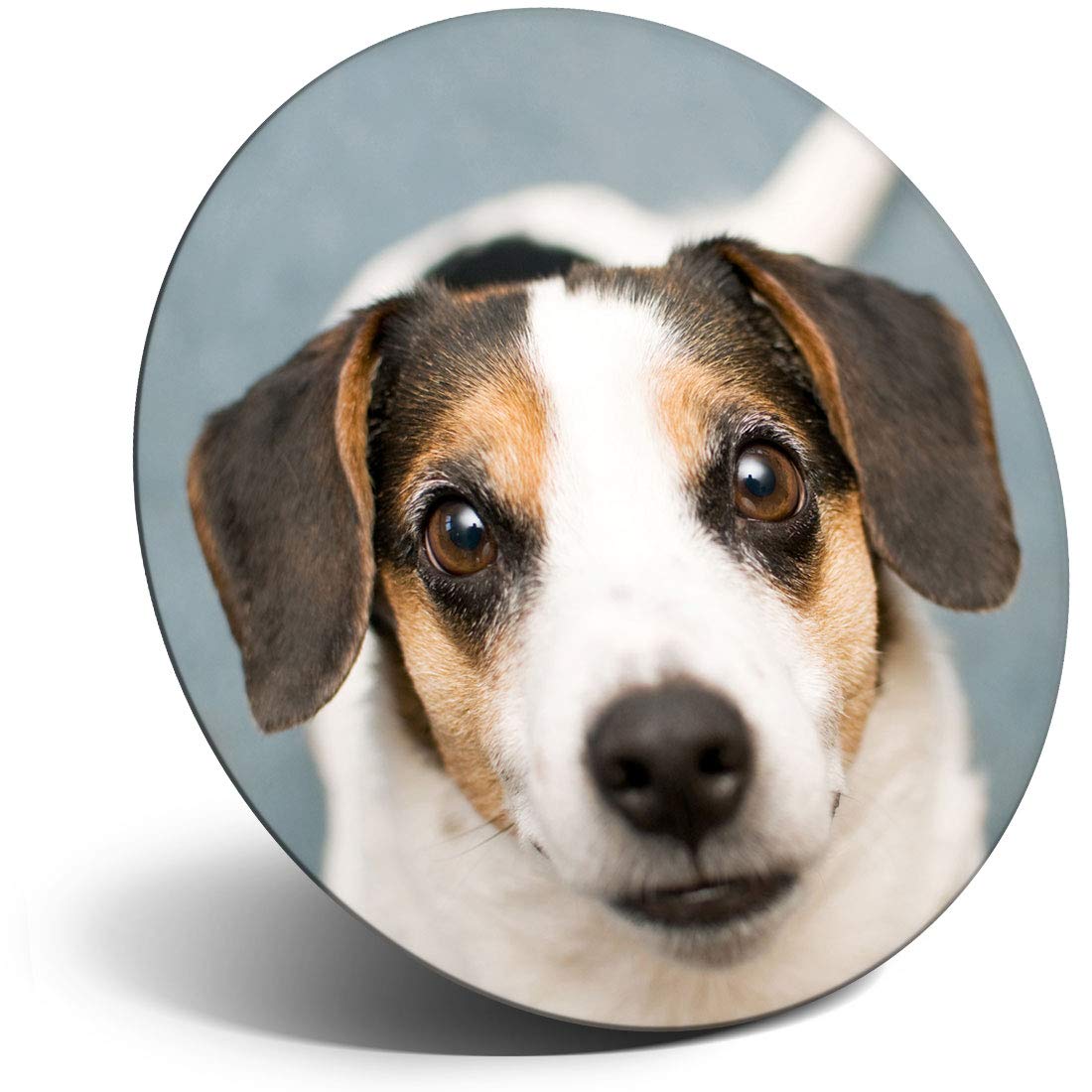 Destination Vinyl Ltd Magnet For Refrigerator, Fridge - Jack Russell Terrier Puppy Dog Pet For Office, Cabinet And Whiteboard, Magnetic Stickers, 16290