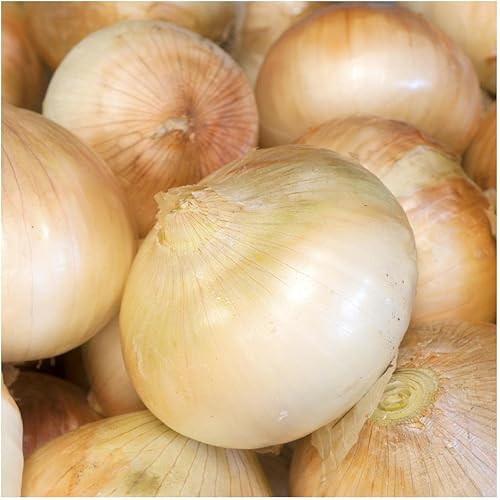 Everwilde Farms - Semillas de cebolla Walla Walla de 1 libra - Gold Vault