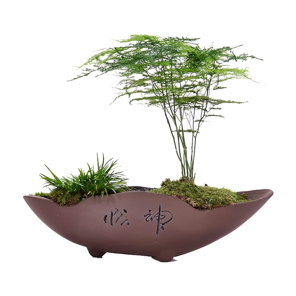 Pot de fleurs chinois pot de plantes succulentes en sable violet