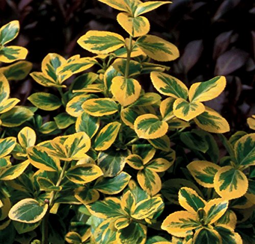 Gold Splash Wintercreeper (Euonymus) Live Evergreen Shrub, Green And Yellow Foliage, 4.5 In. Quart #TOP3