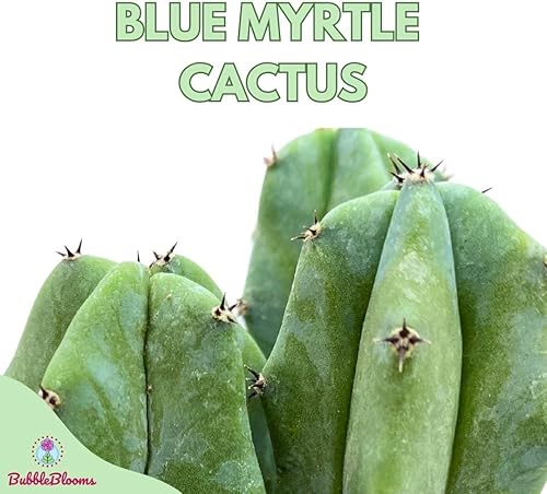 Miniatura 2 de BubbleBlooms Blue Myrtle-Cactus, Myrtillocactus Geometrizans, cactus de vela azul, en maceta de 4 pulgadas, largo bien enraizado y saludable