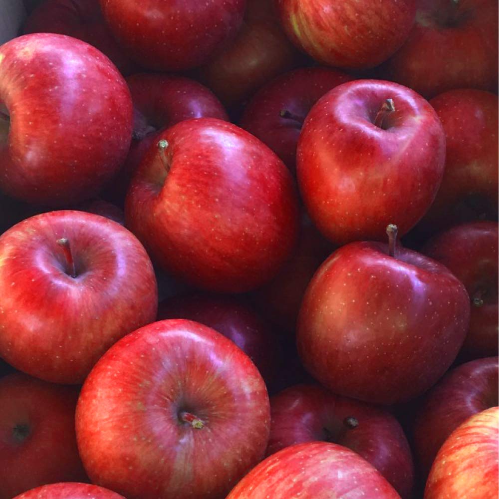 アップルロード工藤農園 青森県産りんご ご家庭用 訳あり サンふじ  (ジュース・スムージー用)