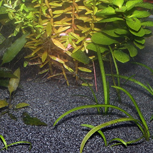 JBL Sansibar Dark 67050, Bodengrund Dunkel für Süßwasser-Aquarien, 5 kg, Fisch