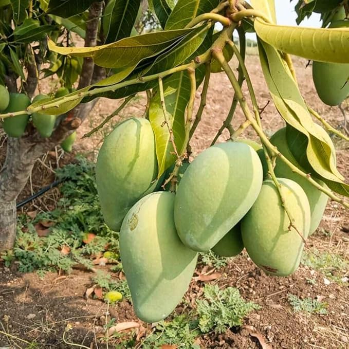 Image of Mallika Mango Grafted Hybrid Live Plant - 1.5 Ft. Mangoes Tree Ideal for Home Gardening Growing Small Spaces