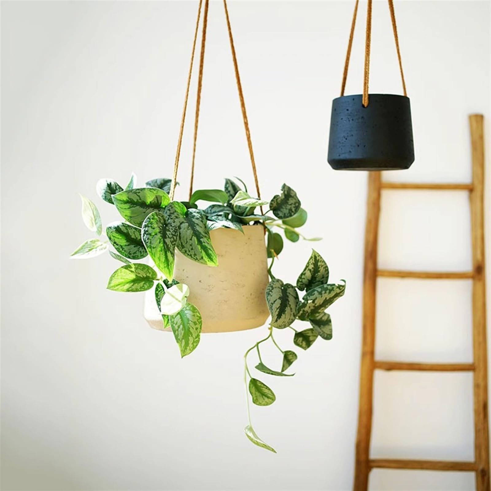 macetas para plantas Fioriera sospesa a parete Piccola pianta Cesto sospeso for balcone Orchidea per Casa Giardino(Nero,Piccolo)