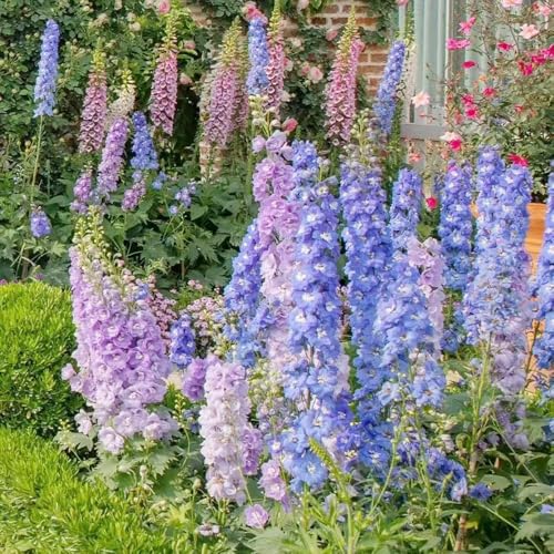 Semillas de delphinium, perenne resistente de balcon jardín primavera semillas delphinium exótico para decoración 120pcs