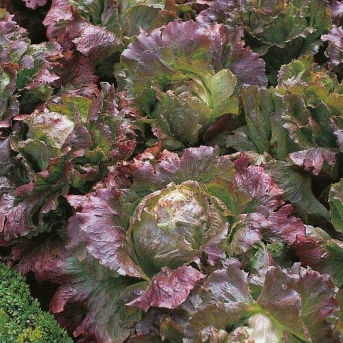 Suffolk Herbs - Organic Lettuce Marvel of Four Seasons - 450 Seeds by Wafer