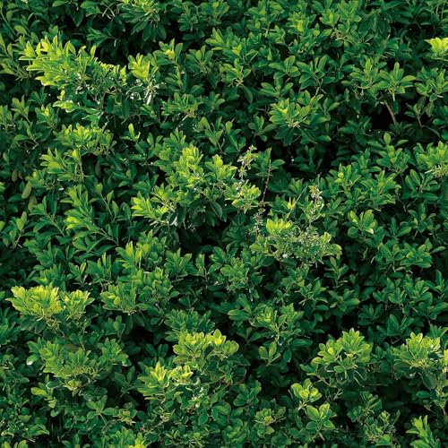 YENHOME Papel Pintado Autoadhesivo Hojas 44.5x300cm Verdes Papel Pintado Pared Selva Tropical para Baño Impermeable Salon Vinilo Adhesivo Muebles Rollo Vinilo Adhesivo para Puerta Armario Vitrina