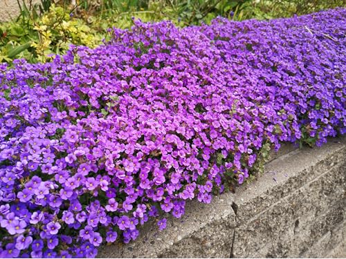 Blaukissen Samen 500 Stück, lat. Aubrieta mehrjähriger & winterharter Bodendecker für den Steingarten & Mauer - Saatgut