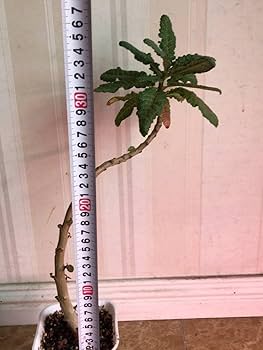 ボスウェリア　ポポビアナ ボスウェリア ポポビアナ2