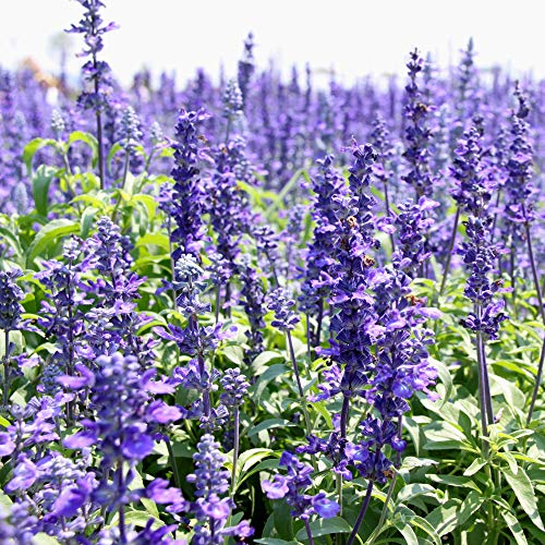 Outsidepride Blue Hyssop Herb Aromatic Culinary & Medicinal Herb Garden Plants - 1000 Seeds #TOP2