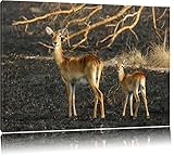 Brancard de pin Gazelle femelle et son petit Toile, XXL photos complètement encadrée avec de grandes images de coin, art impression sur la photo murale avec cadre, moins cher que la peinture ou une peinture à l\'huile, pas une affiche ou bannière