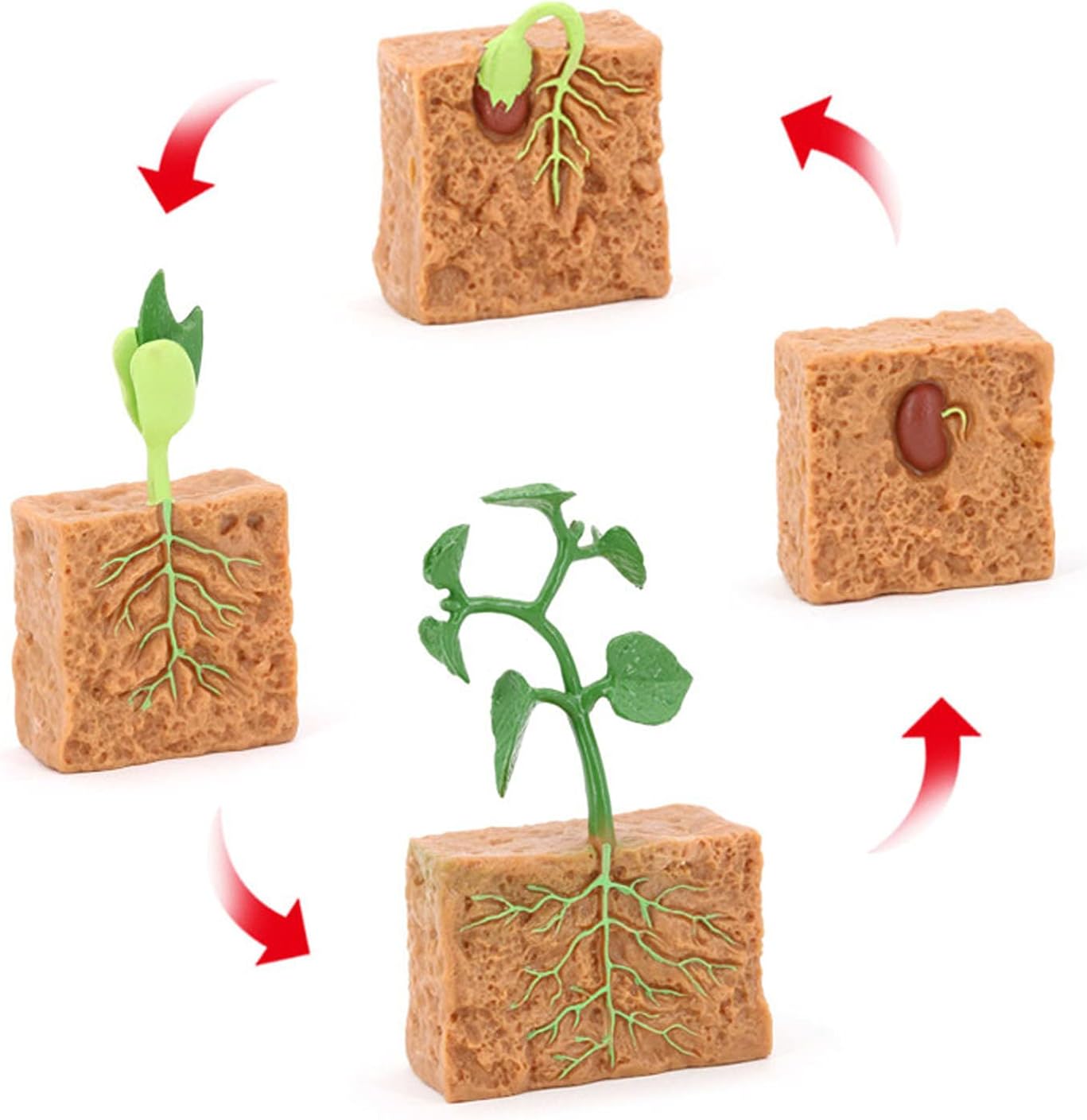 Life Cycle Of Green Bean Plant, Life Cycle of Green Bean Farm Plant