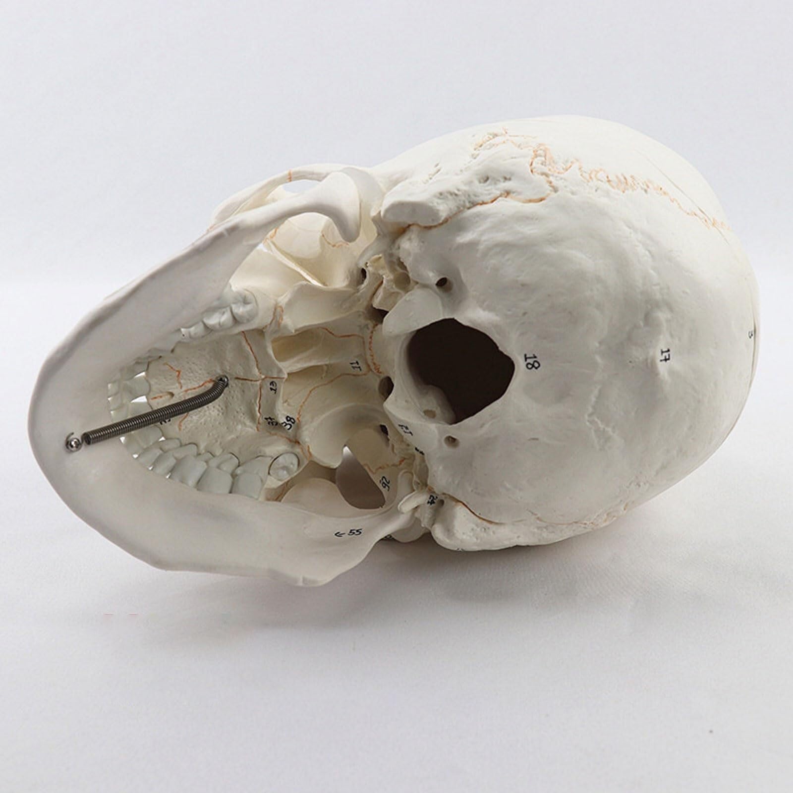 Modello anatomico Umano, Modello anatomico del Cranio Medico, Modello anatomico Umano, Modello anatomico della Testa dello Scheletro, Forniture per Lo Studio, Strumento didattico per l'odontoiatria.