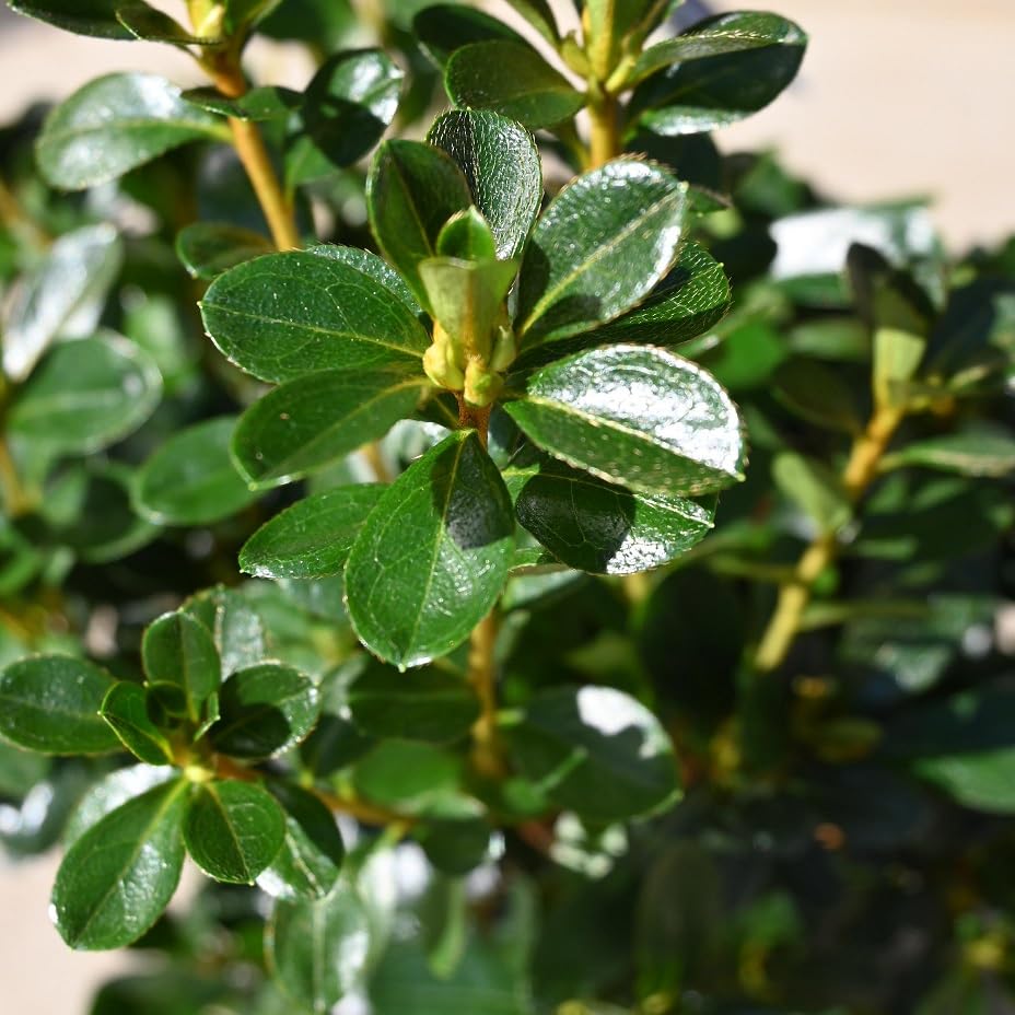 Amazon.co.jp: いろは山躑躅 つつじ花鉢 地植え苗鉢植え苗 13.5センチ