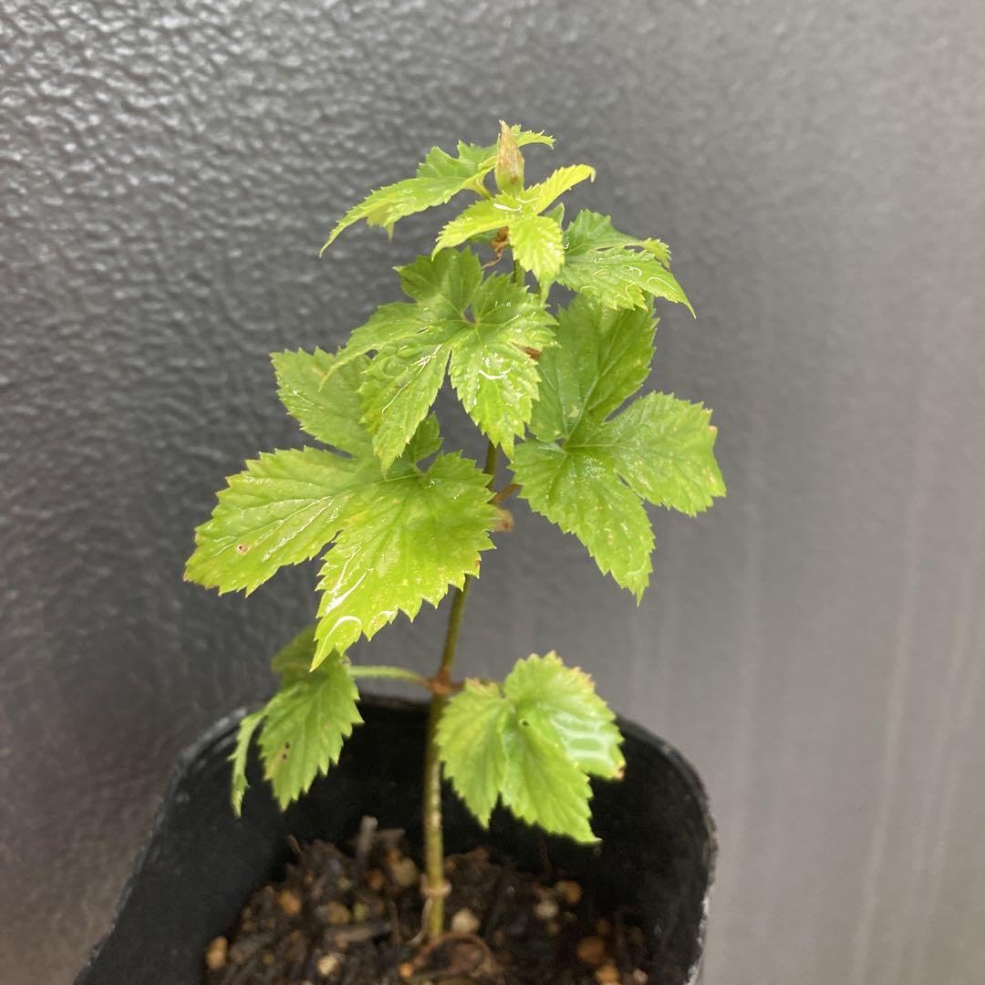 Amazon.co.jp: ホップ 苗 ゼウス CTZ 103 : DIY・工具・ガーデン